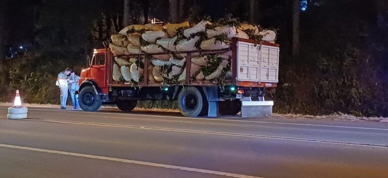 El Inym desarrolla operativos para controlar el transporte de materia prima y prevenir el robo de yerba mate imagen-21