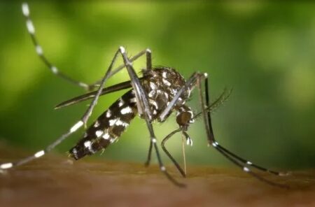 Según la OPS, este año se superará el récord histórico de casos de Dengue imagen-32