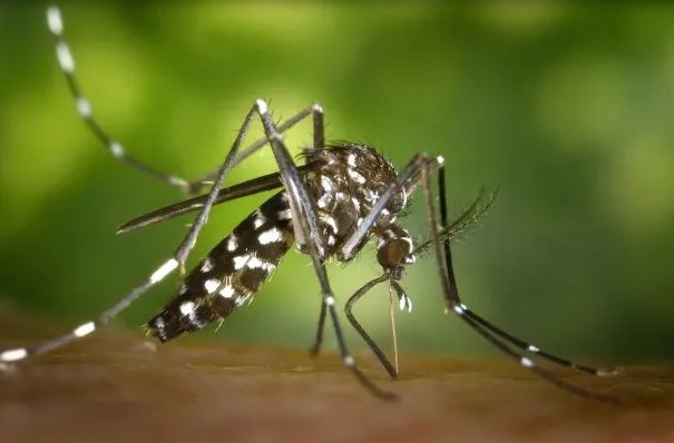 Según la OPS, este año se superará el récord histórico de casos de Dengue imagen-14