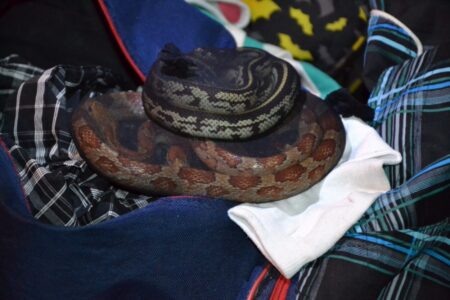 En un micro que partió desde Irigoyen viajaba hacia Buenos Aires con serpientes, arañas y un ciempiés en dos valijas imagen-9