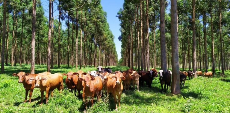 Destacan los beneficios del sistema silvopastoril para la oxigenación del ambiente  imagen-10