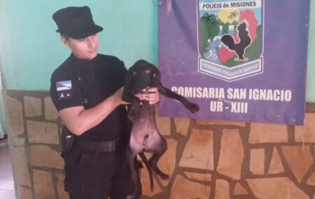 A través de cámaras, la Policía halló al autor del robo de "Negrito: el cachorro fue devuelto a su dueño imagen-45