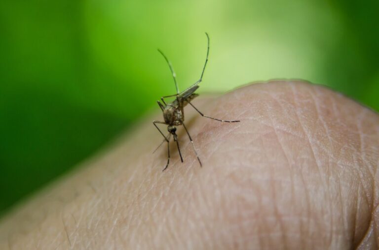 Una mujer de Eldorado, nueva víctima del dengue en Misiones imagen-25