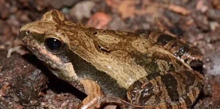 El Conicet descubrió en Misiones una nueva especie de rana y la bautizó "Cristina" en honor a la ex Presidenta por su aporte a la ciencia y a la tecnología imagen-46