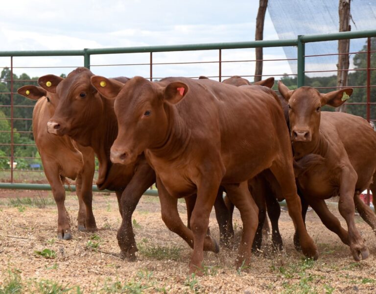 Subsidian vacuna contra la aftosa a productores chicos, por gestión de Misiones imagen-7