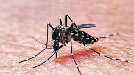 Circulación del mosquito del dengue: cuándo podría bajar la curva de contagios imagen-7