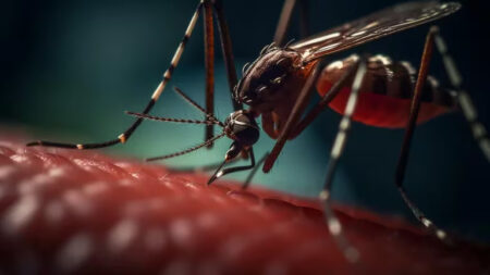 Dengue: la diferencia entre los cuatro serotipos y cómo saber con cuál se contagió una persona imagen-32