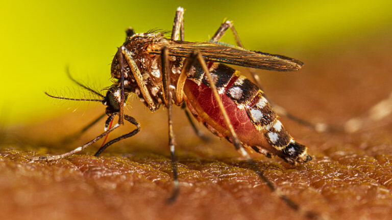 Brote histórico de dengue en Argentina: ya son 161 los muertos y más de 230.000 casos registrados imagen-35