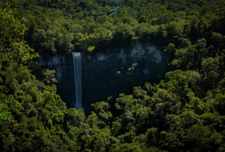 La cascada oculta de Misiones que queda cerca de Iguazú: mide 64 metros e impacta por su belleza La cascada oculta de Misiones que queda cerca de Iguazú: mide 64 metros e impacta por su belleza imagen-18