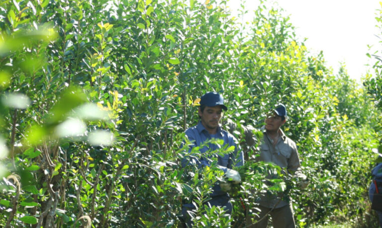 Por qué la desregulación en la yerba mate podría tener efectos negativos imagen-29