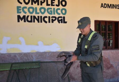 Gendarmería rescató a una cría de oso hormiguero en Chaco que había sido atropellada  imagen-5