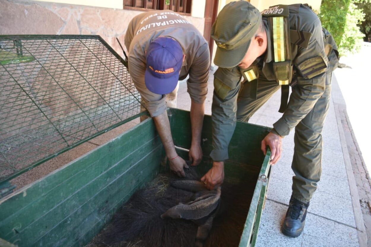 Gendarmería rescató a una cría de oso hormiguero en Chaco que había sido atropellada  imagen-4