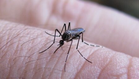 Continúa el brote de dengue en todo el país y advierten que el clima no ayudaría en algunas regiones imagen-32