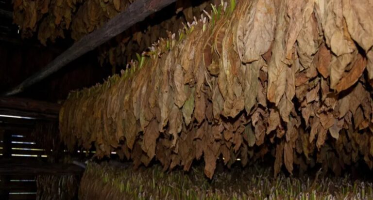 Apoyo de Passalacqua a sus colegas del Norte Grande, en defensa de la producción tabacalera y “sus sacrificados trabajadores” imagen-50