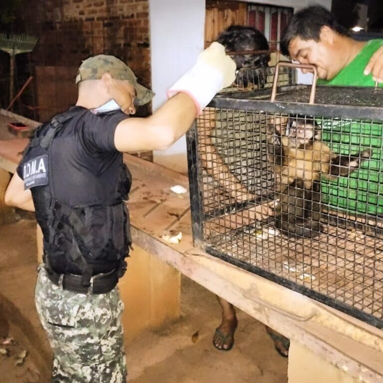 Nuevos rescates de animales: la Policía resguardó a dos monos y a un ave exótica imagen-28