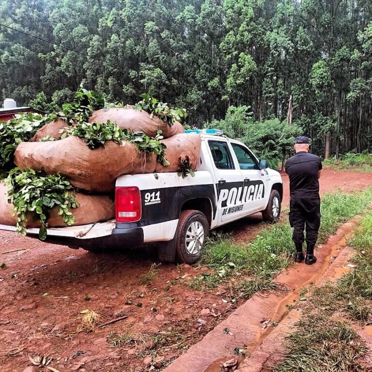 Seguridad rural: la policía recuperó a "Motoneta" y evitó el robo de una tonelada de yerba imagen-19