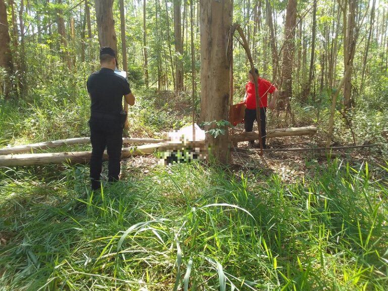 Murió aplastado por las ramas del árbol que cortaba imagen-19