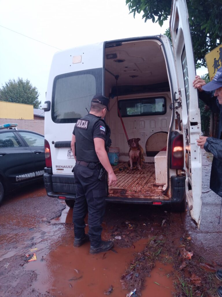 Oberá: La policía busca al dueño de un pitbull que atacó a una mujer y lastimó a otro can del barrio imagen-21