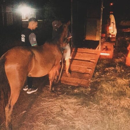 Robaron un caballo y lo ofrecían por marketplace: Policías lo recuperaron imagen-4