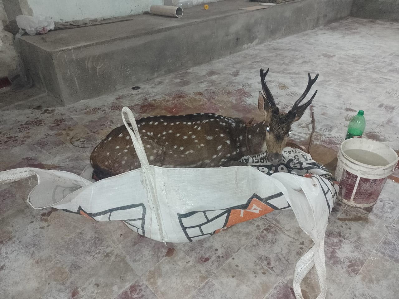 Efectivos policiales rescataron a un ciervo atacado por perros en plena zona urbana de Oberá imagen-2