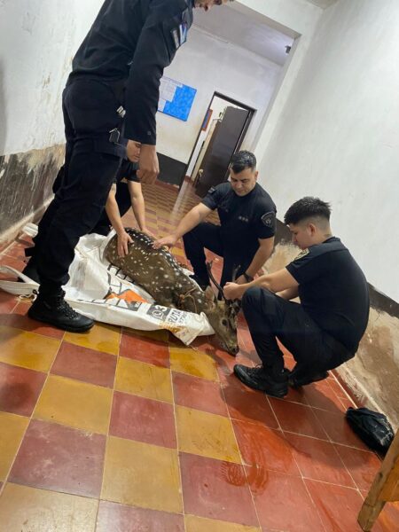 Efectivos policiales rescataron a un ciervo atacado por perros en plena zona urbana de Oberá imagen-9