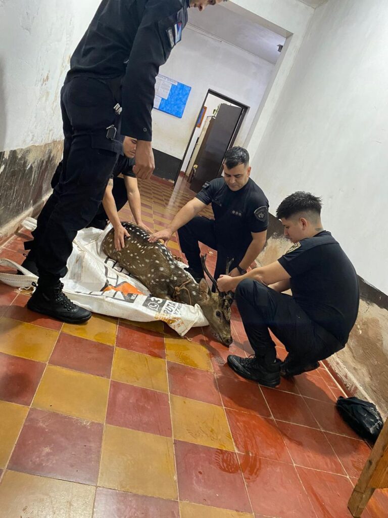 Efectivos policiales rescataron a un ciervo atacado por perros en plena zona urbana de Oberá imagen-29