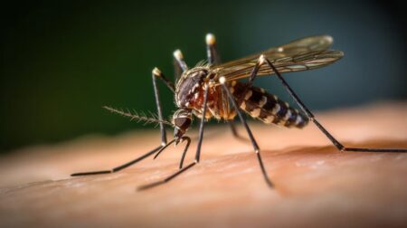 Dengue en Argentina: cuál es el rol del clima ante el leve descenso en los casos, según los expertos imagen-28
