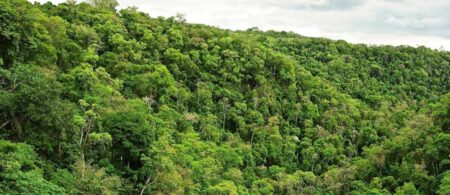 Día de la Madre Tierra: Misiones conserva los bosques nativos imagen-9