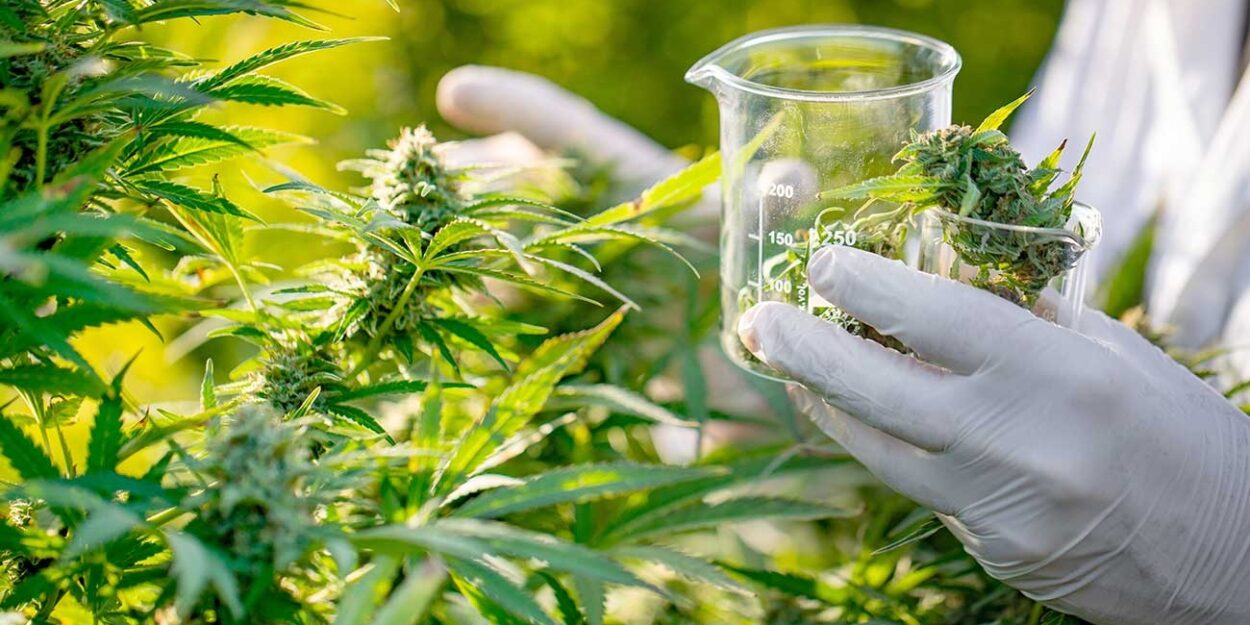 Desarrollan un curso sobre el uso medicinal del Cannabis Sativa para capacitar profesionales de salud y cultivadores de Misiones imagen-6