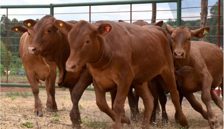 Por las gestiones de Misiones, Nación envió vacunas contra la aftosa para 100 mil pequeños productores imagen-30