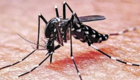 Dengue en Argentina: comenzaron a bajar los casos, salvo en dos provincias imagen-42