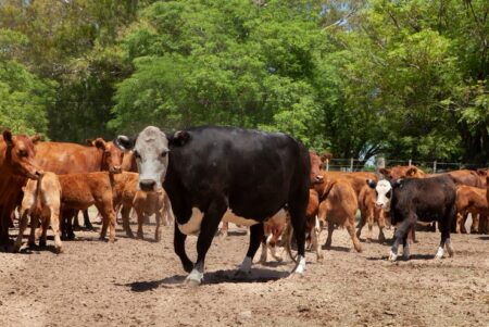 Fiebre aftosa: Más de 126 mil bovinos vacunados en Misiones en la segunda campaña 2023 imagen-6