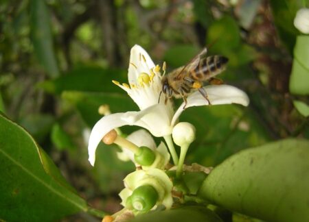 Semana de la Miel: con diversas acciones, Misiones potencia el sector apícola imagen-30