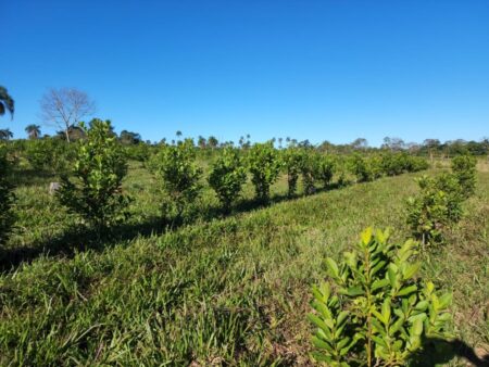 Comenzó el dictado de la Diplomatura en Producción y Comercialización de productos orgánicos en Misiones Comenzó el dictado de la Diplomatura en Producción y Comercialización de productos orgánicos en Misiones imagen-4
