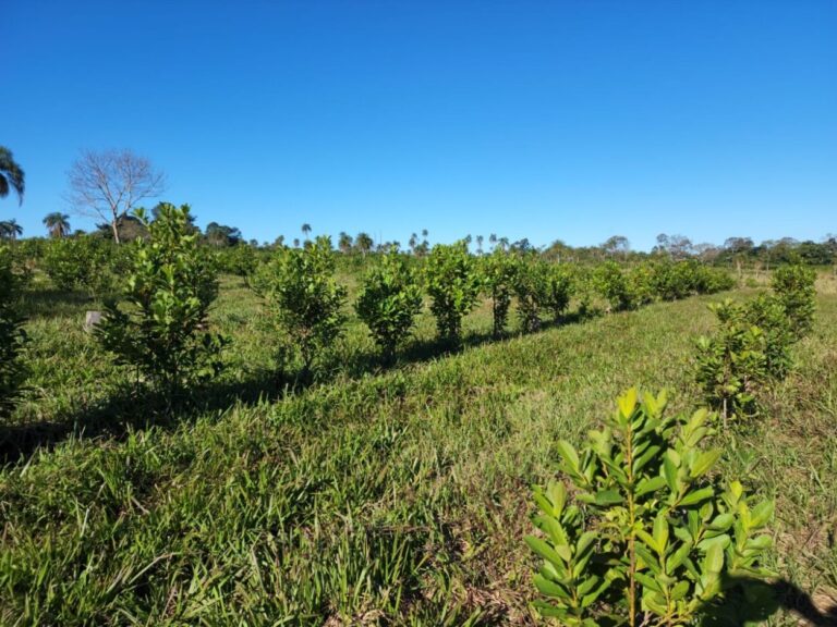 Comenzó el dictado de la Diplomatura en Producción y Comercialización de productos orgánicos en Misiones imagen-19
