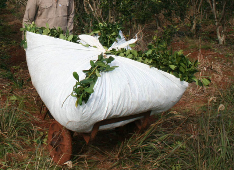 Yerba Mate: desde el jueves 16 rigen nuevas tarifas del Convenio de Corresponsabilidad Gremial imagen-16