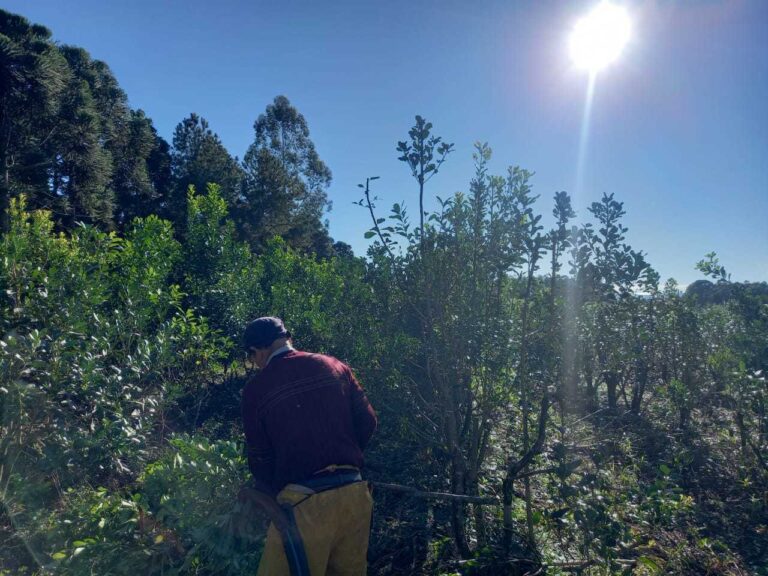 Intensifican capacitación a productores en cosecha de yerba mate imagen-46