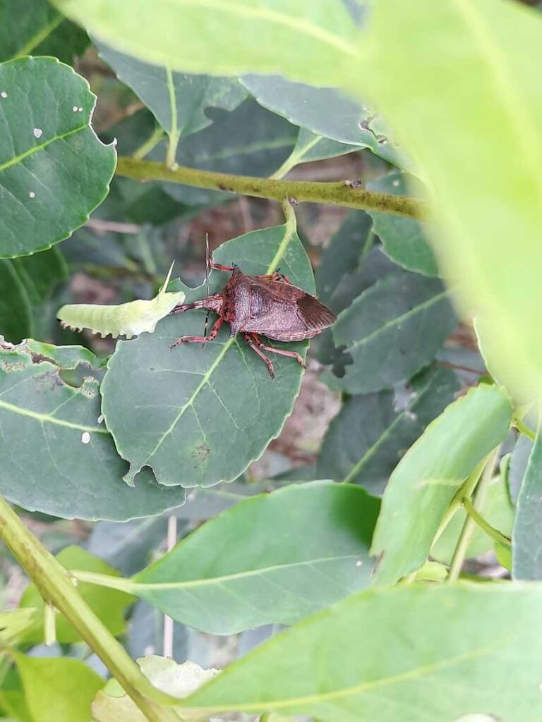 La chinche soldada espinosa controla al marandová en plantaciones de Yerba Mate imagen-37