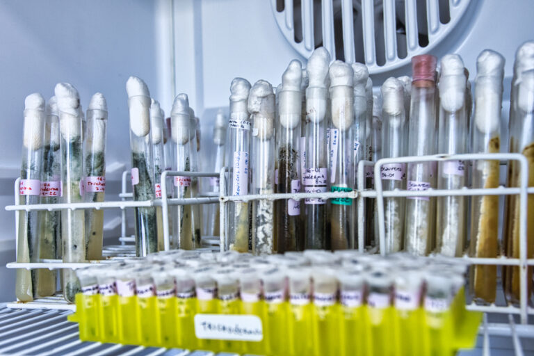 Biofábrica Misiones desarrolla un nuevo bioinsumo para control de plagas y recibirá fondos para ampliar la producción imagen-11