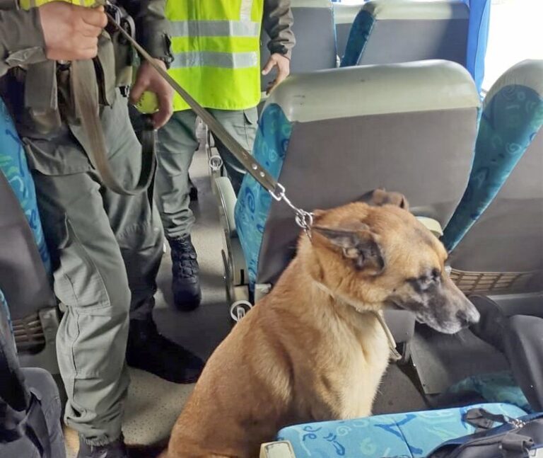 Dos pasajeros llevaban paquetes con marihuana adosados a sus cuerpos imagen-17