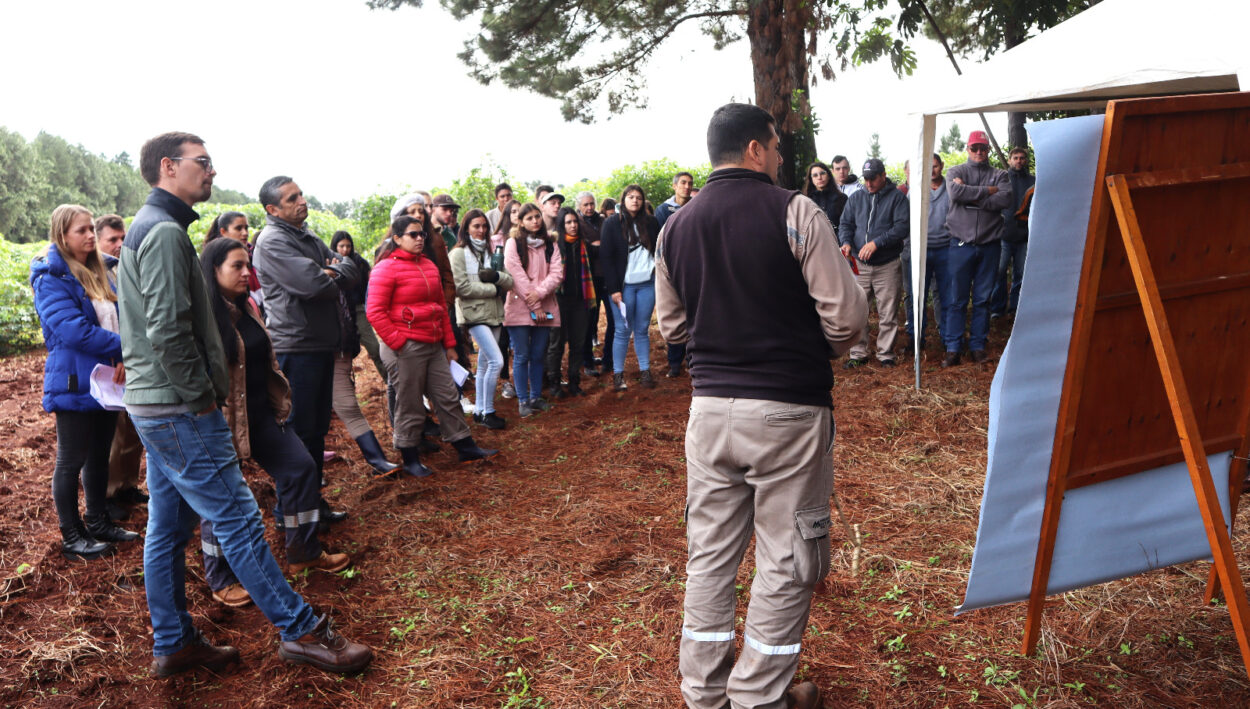 Presentaron avances de ensayos en la Jornada de Mandioca en Montecarlo imagen-2