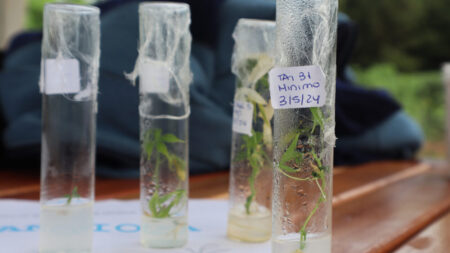 Presentaron avances de ensayos en la Jornada de Mandioca en Montecarlo imagen-1