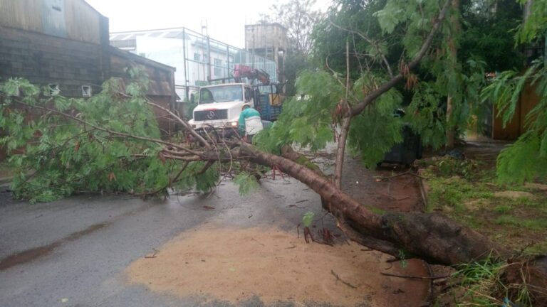 Tormenta provocó caída de árboles en Posadas y mantienen el alerta ante emergencias imagen-28