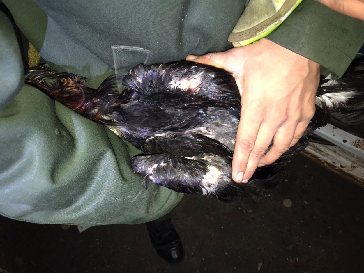 Gendarmería rescató a más 60 gallos de riña en un control vial imagen-10