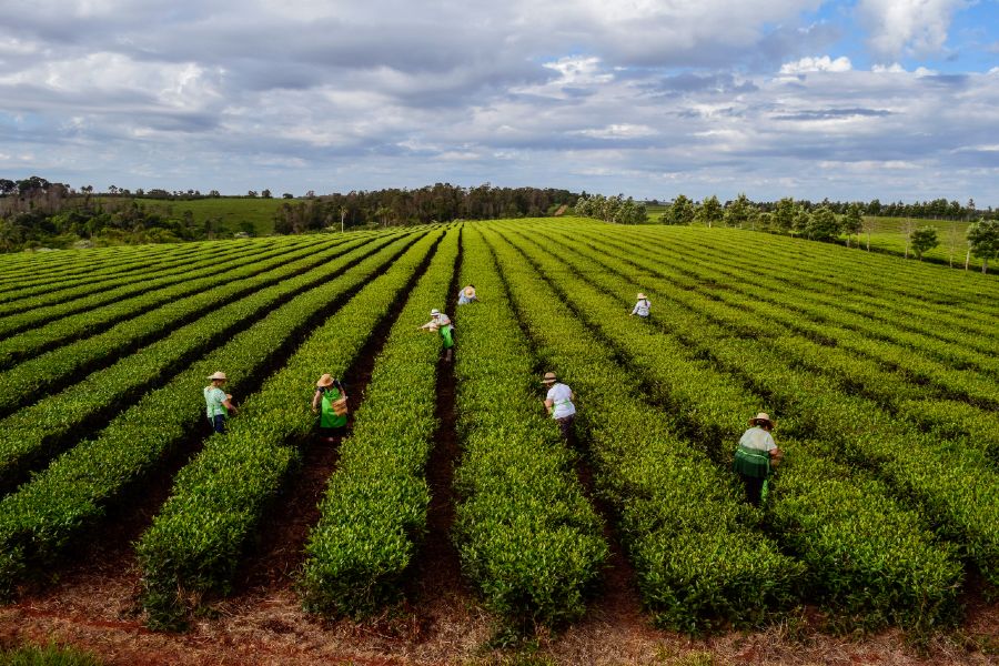 Por qué Argentina figura en el podio mundial de producción de té imagen-6