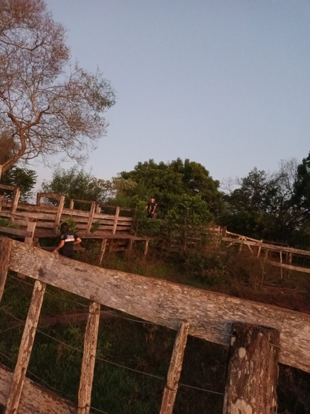 En operativo ganadero, la Policía recuperó 11 vacas sustraídas en Itacaruaré imagen-2