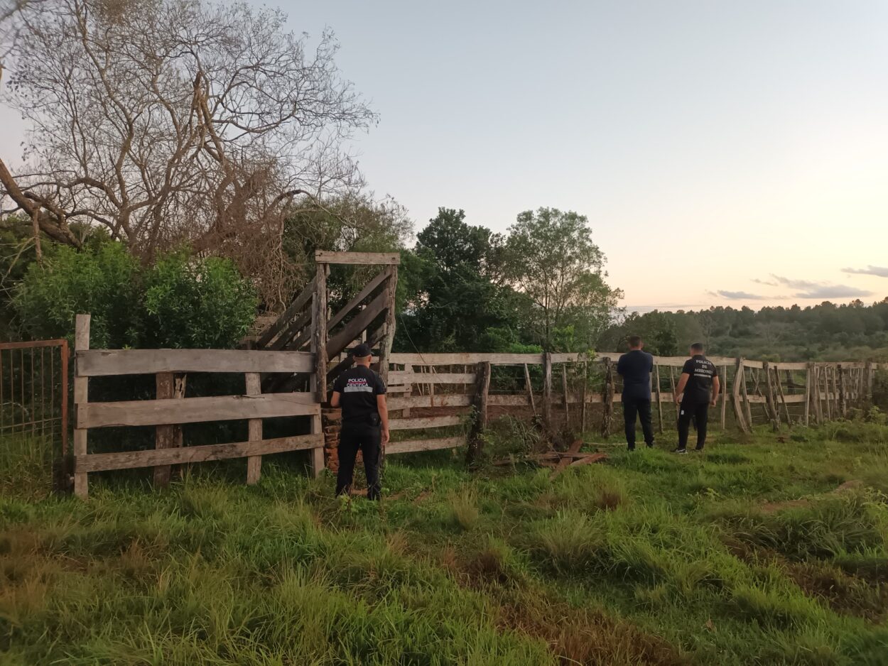 En operativo ganadero, la Policía recuperó 11 vacas sustraídas en Itacaruaré imagen-9