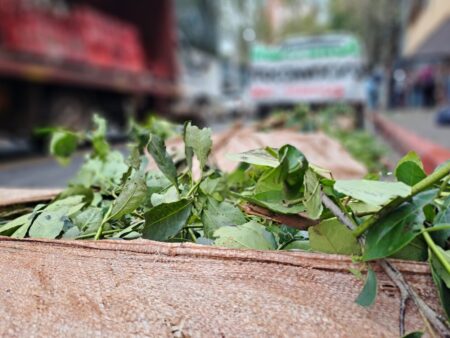 Resaltan fallo judicial que frena desregulación e importación de yerba mate y recuerdan que la producción primaria está exenta del pago de impuestos provinciales Resaltan fallo judicial que frena desregulación e importación de yerba mate y recuerdan que la producción primaria está exenta del pago de impuestos provinciales imagen-3