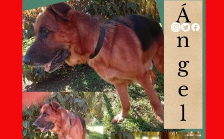 Un pastor Alemán de 6 años busca un nuevo hogar, “es un perro amigable y leal” aseguraron Un pastor Alemán de 6 años busca un nuevo hogar, “es un perro amigable y leal” aseguraron imagen-10