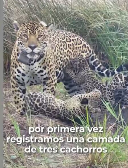 Los yaguaretés prolíficos de las tres fronteras: nacieron tres cachorros imagen-9